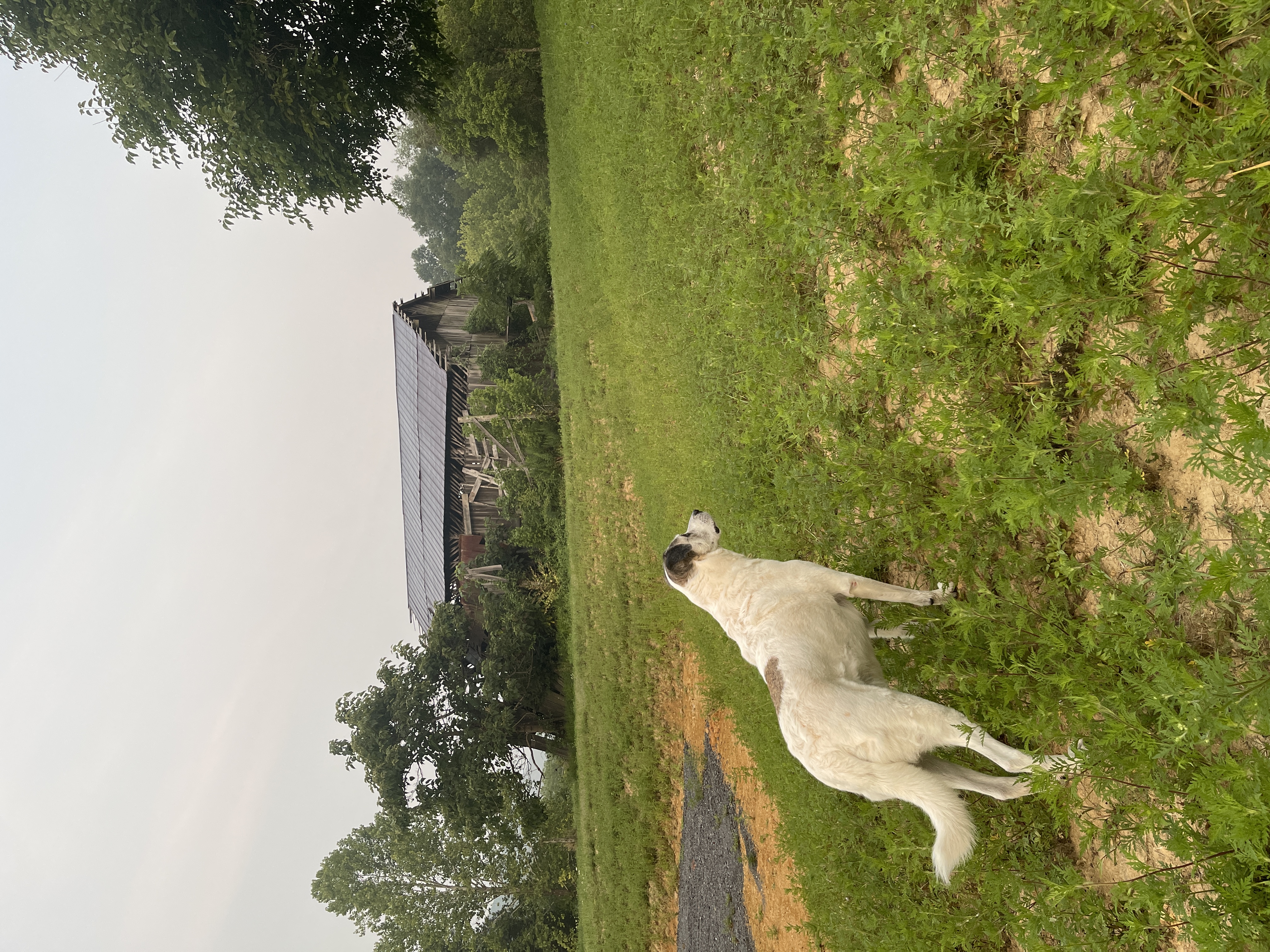 Dottie