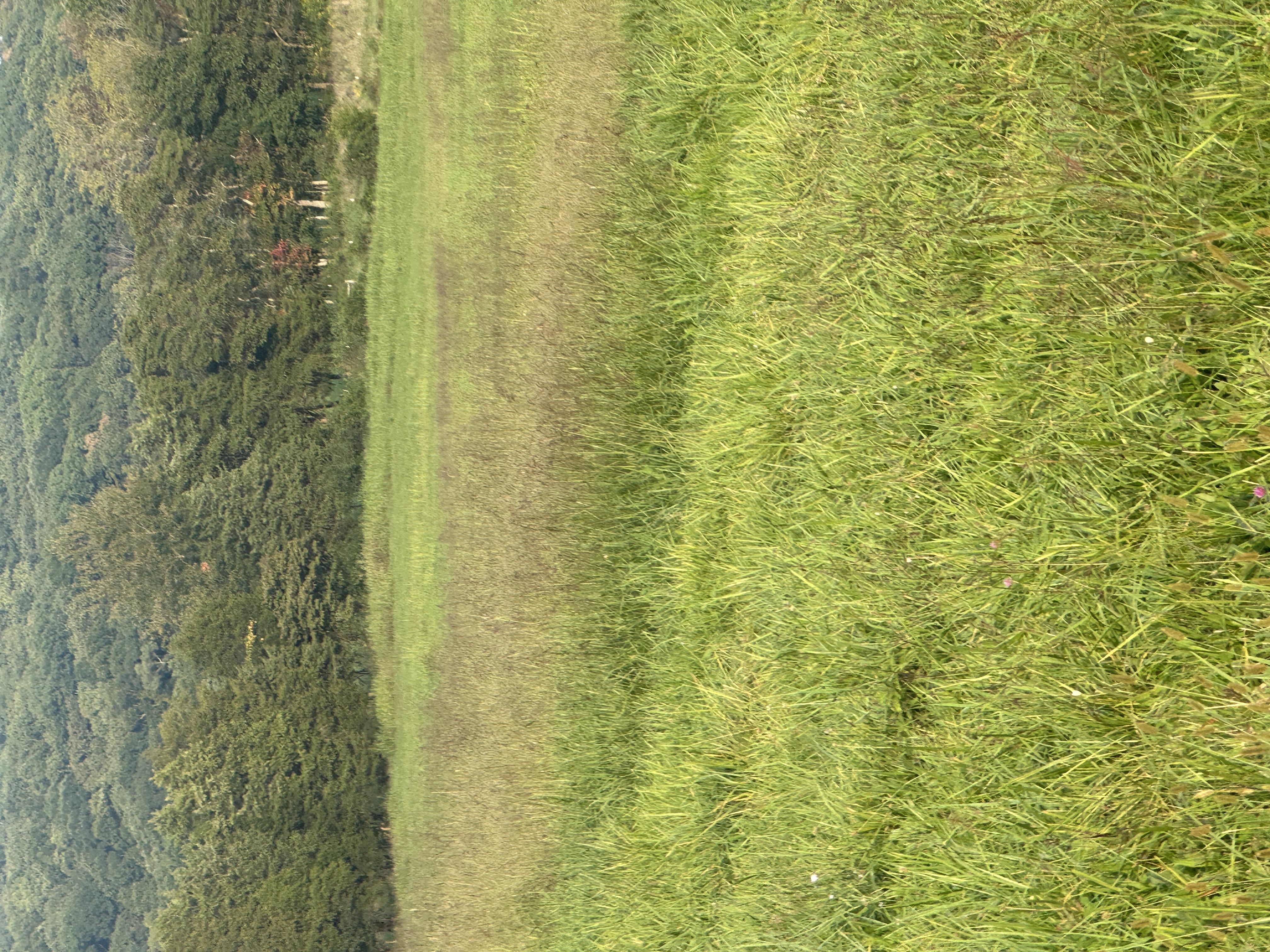 Hay field by the ridge