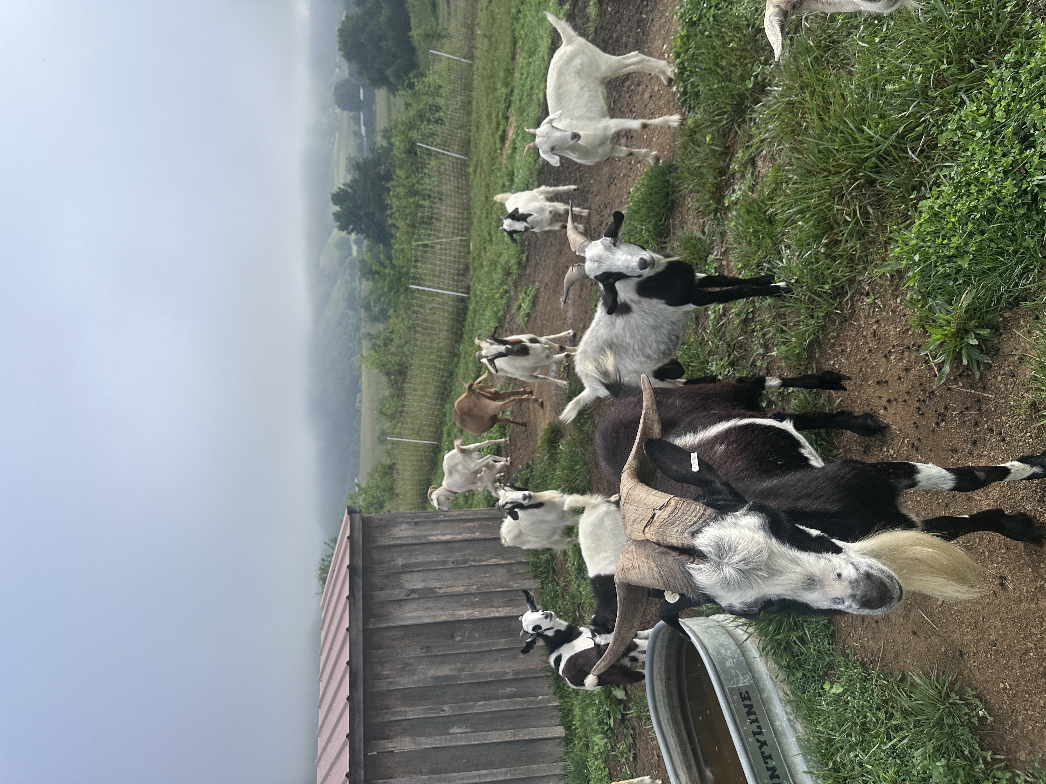 Goats