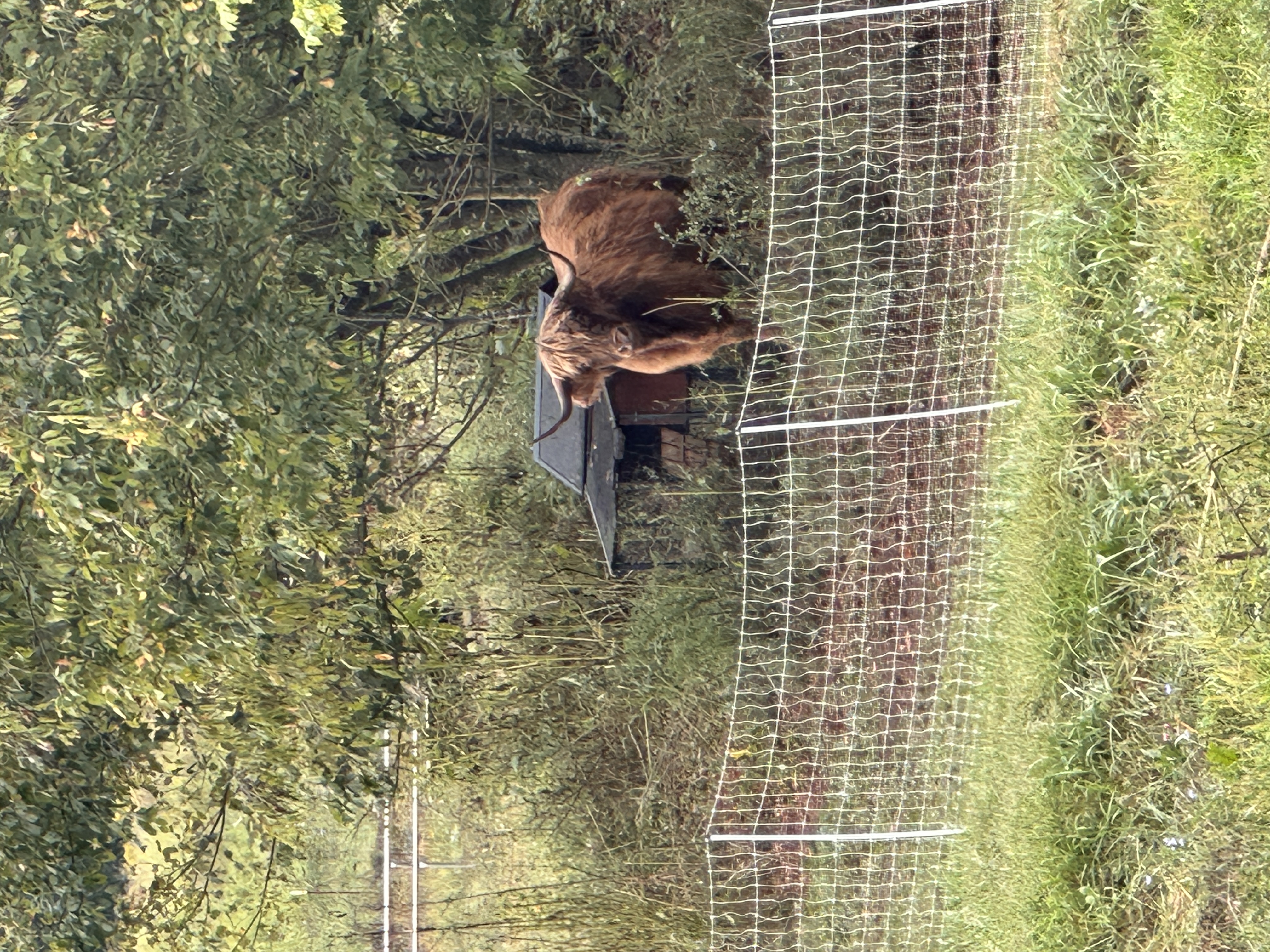 Sven