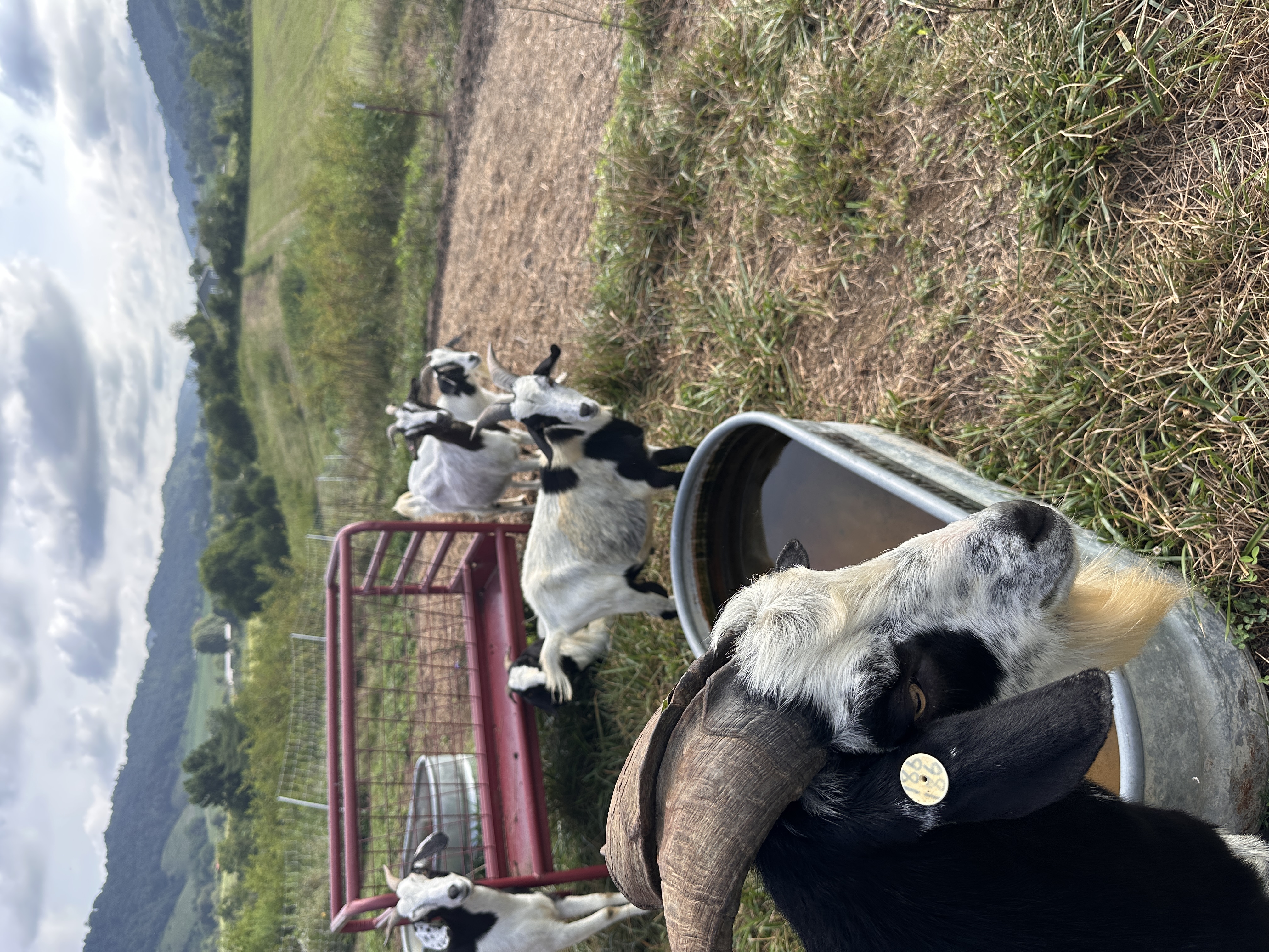 Goats in the pasture